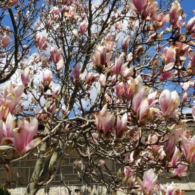 photograph of magnolia tree in bloom